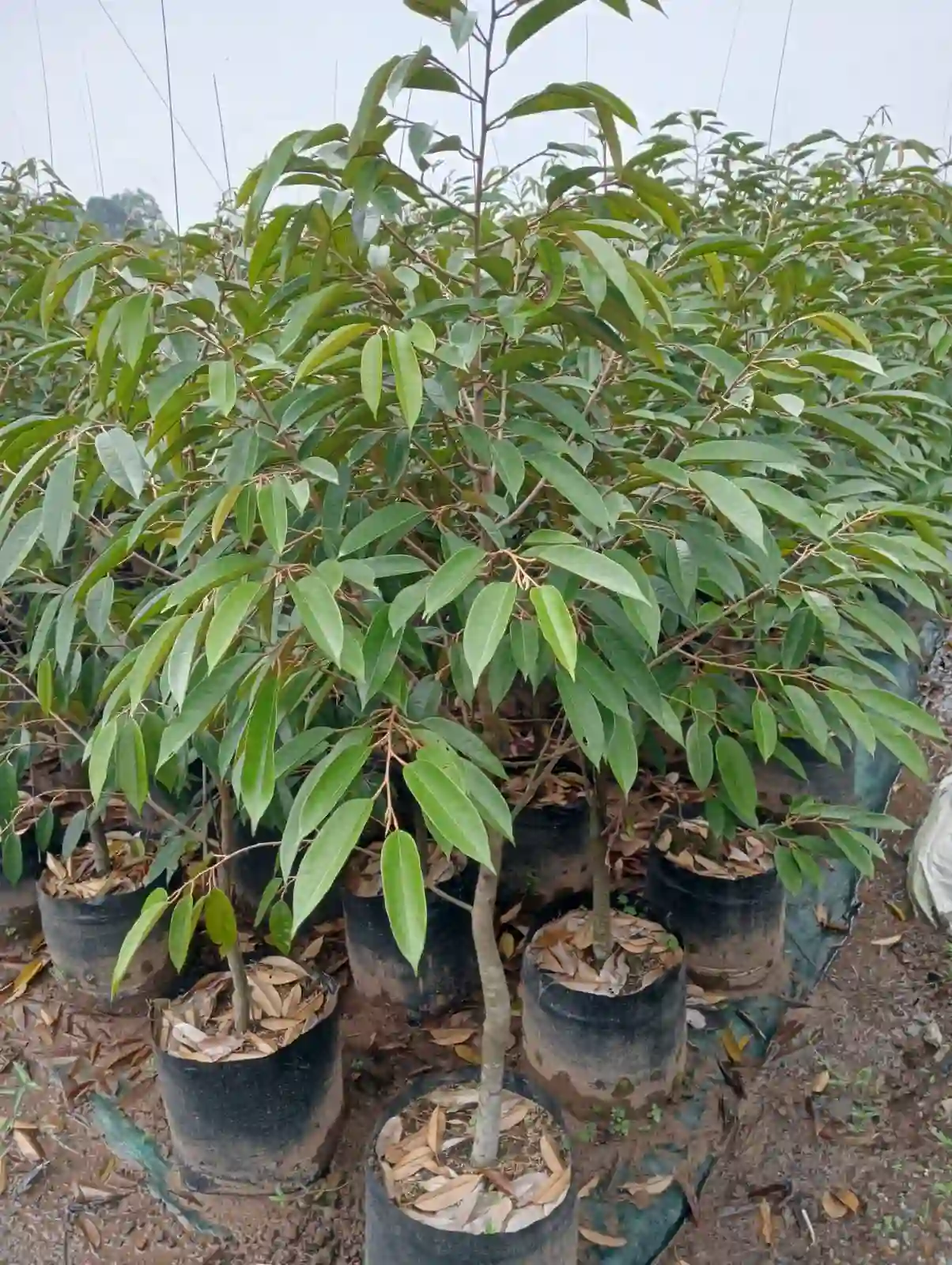 Bibit durian munangking black thorn atau durian duri hitam ukuran siap tamam r