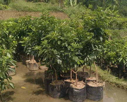 bibit alpukat aligator miki ta21 has siap tanam