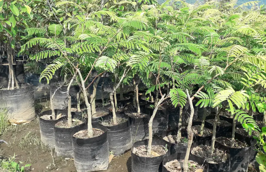 bibit petai varietas jumbo dan unggul