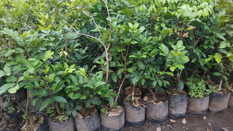 bibit rambutan rapiah siap tanam