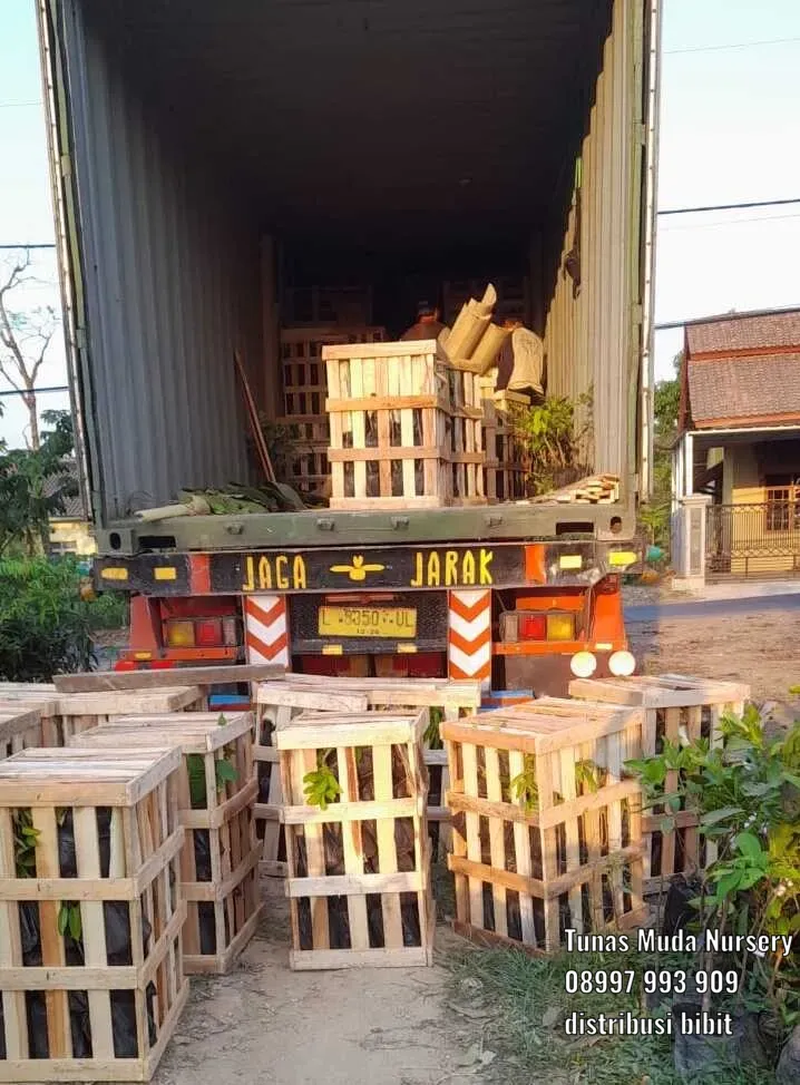 Pengiriman bibit via truk tronton