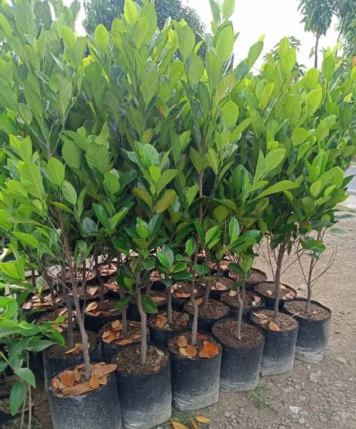 Bibit Nangka Kandel