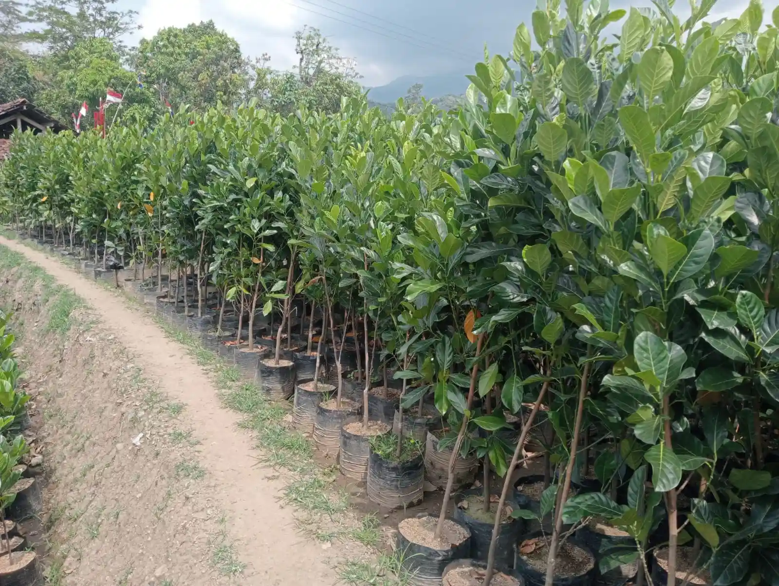 Bibit Nangka Madu