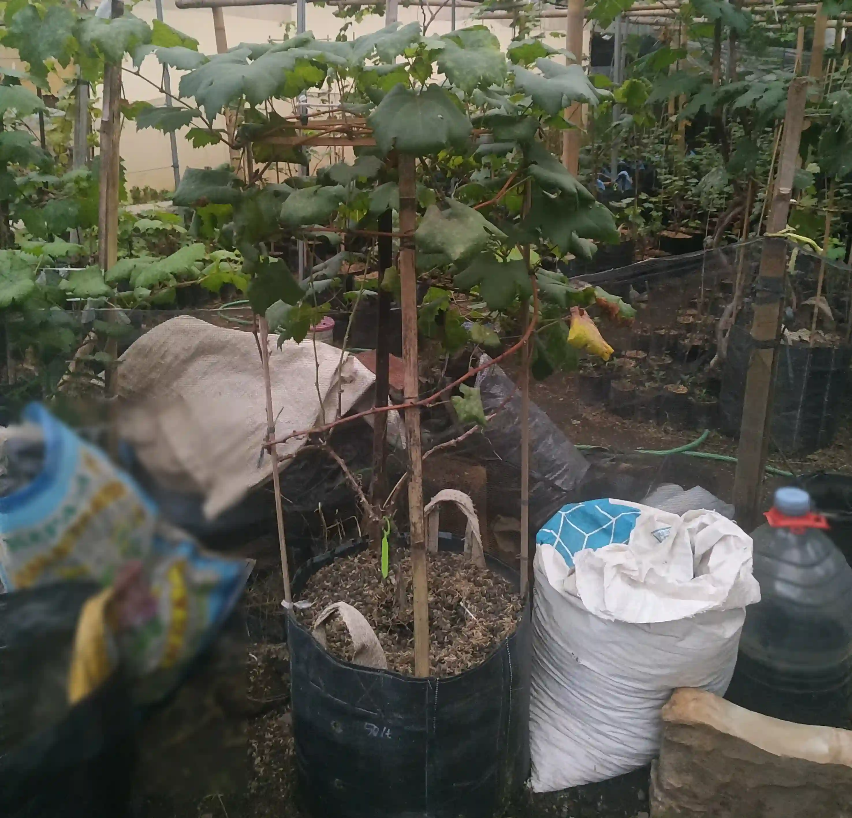 Bibit Anggur