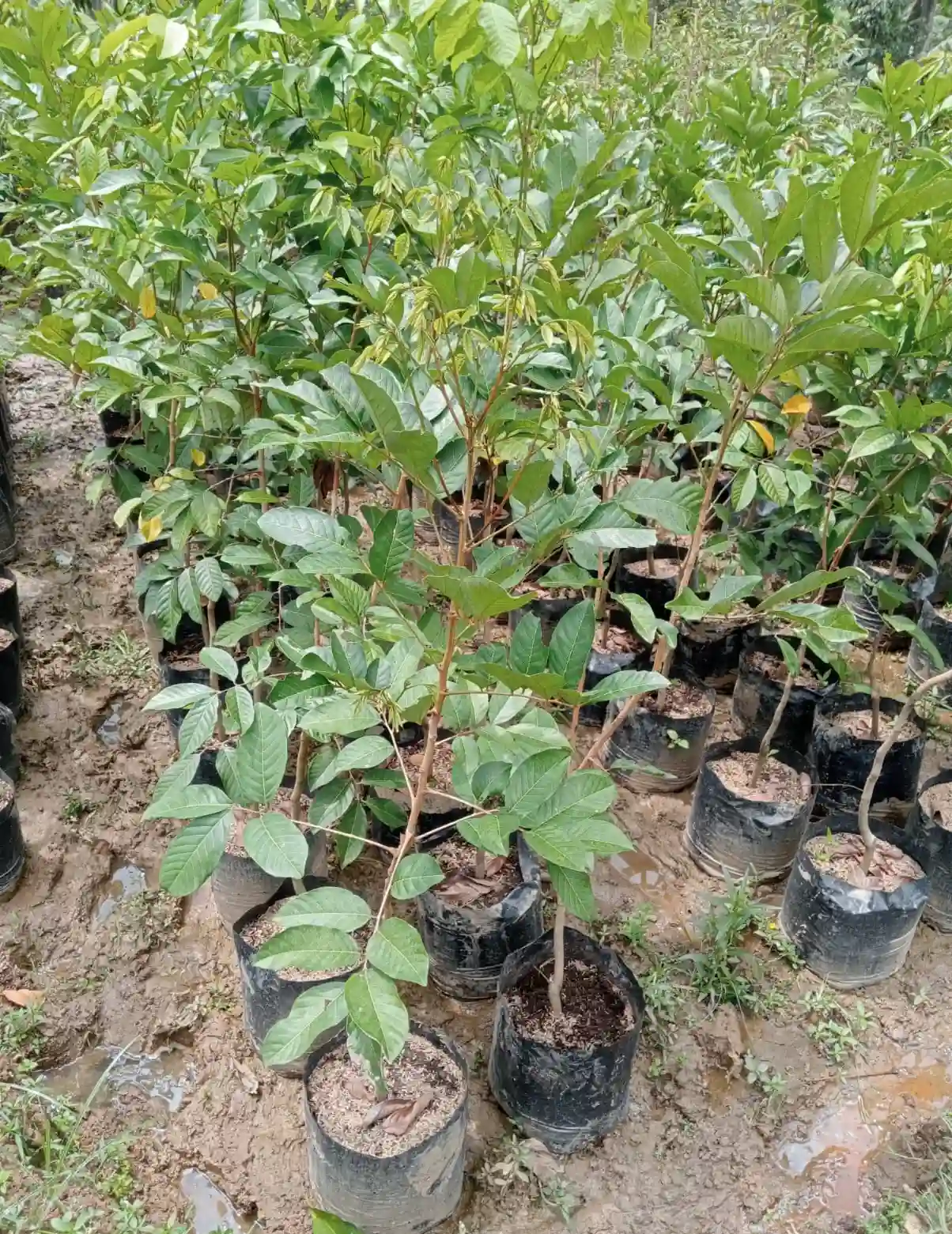 Bibit Rambutan Binjai