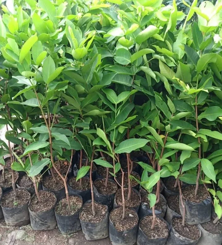 Bibit Jambu Citra