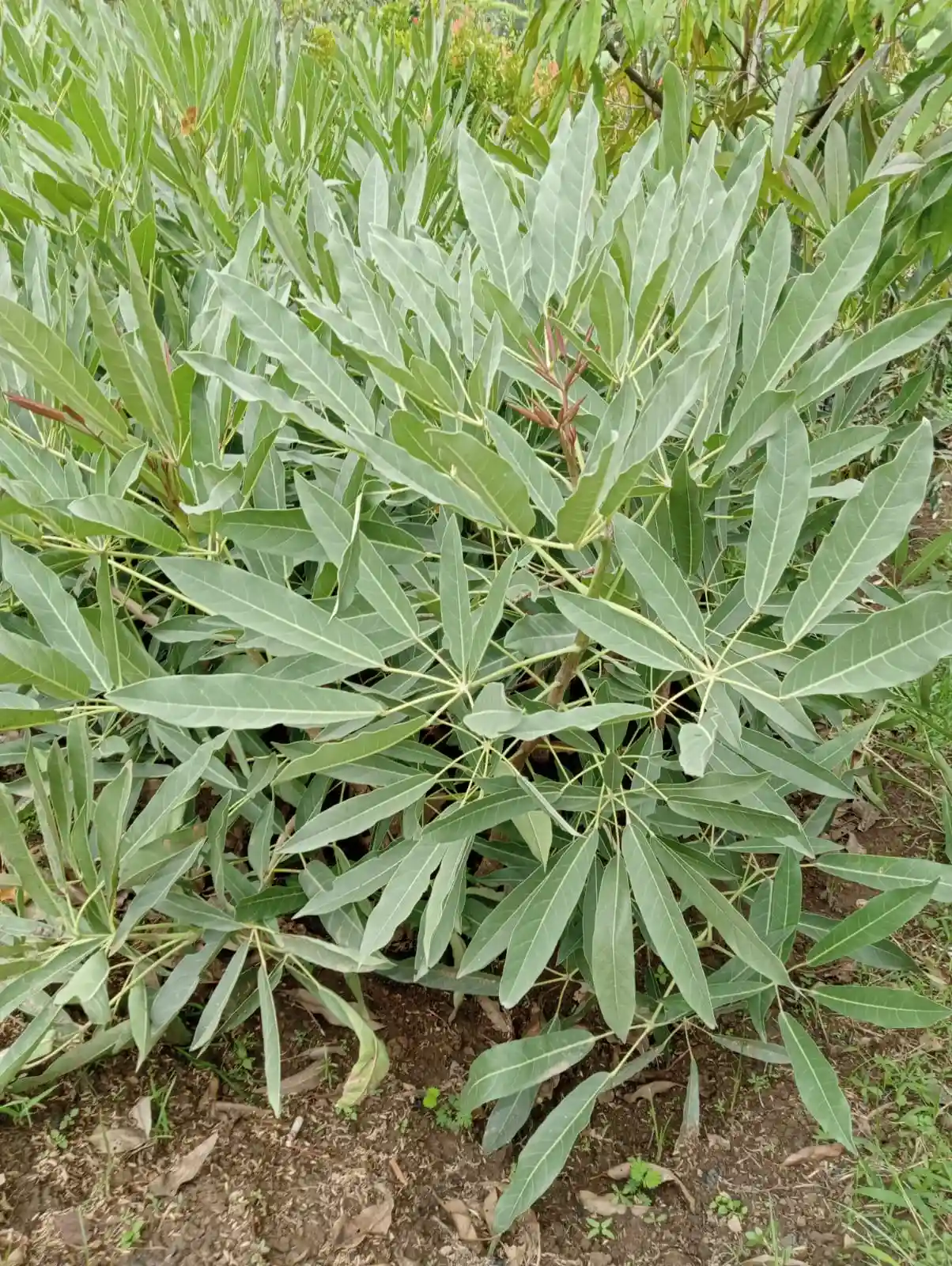 Bibit Tabebuya