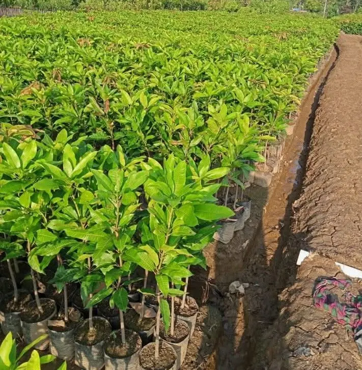 Bibit mangga hharumanis gedong manalagi indramayu