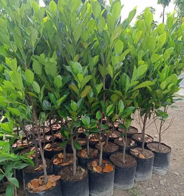 bibit nangka orange jumbo siap tanam
